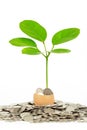 Coins and plant in eggshell Royalty Free Stock Photo