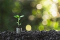 Coins with plant on top put in the soil concept and garden green background Royalty Free Stock Photo