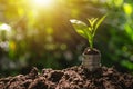 Coins with plant on top put on the soil in green nature background for business growth concept. Royalty Free Stock Photo