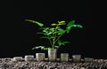 Coins with plant on top put in the soil for saving finance growi Royalty Free Stock Photo