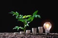 Coins with plant on top put in the soil for saving finance growi Royalty Free Stock Photo