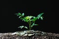 Coins with plant on top put in the soil for saving finance growi Royalty Free Stock Photo