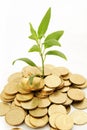 Coins and plant on white background for Rich