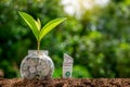 Coins with plants on top are placed on the inner soil and banknotes are placed on the ground. green nature background for business Royalty Free Stock Photo