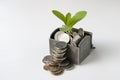 A chest of coins on a gray background and a growing green plant Royalty Free Stock Photo