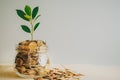 coins and seed in bottle on wood table background,Business investment growth concept