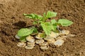 Coins in soil with young plant. Money growth concept Royalty Free Stock Photo