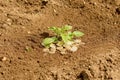 Coins in soil with young plant. Money growth concept Royalty Free Stock Photo