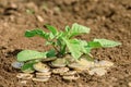 Coins in soil with young plant. Money growth concept Royalty Free Stock Photo