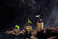 Coins in soil with young plant. Money growth concept. - Image Royalty Free Stock Photo