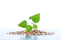 Coins stacked on each other, green leaf growing. Close up picture, money concept Royalty Free Stock Photo