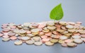 Coins stacked on each other, green leaf growing. Close up picture, money concept Royalty Free Stock Photo