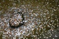 Coins throw in pond - Kyoto