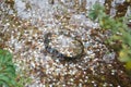 Coins under water in the maple garden Royalty Free Stock Photo