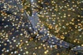 Coins in the wishing well, Rio, Brazil Royalty Free Stock Photo