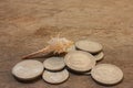 Coins on a wooden floor with shells.