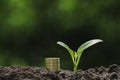 Coins and young plant growing on the soil for saving or nature concept on nature background Royalty Free Stock Photo