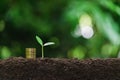 Coins and young plant growing on the soil for saving or nature concept on nature background Royalty Free Stock Photo