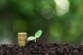 Coins and young plant growing on the soil for saving or nature concept on nature background Royalty Free Stock Photo