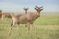 Coke's Hartebeest (Alcelaphus buselaphus cokii) in Tanzania Royalty Free Stock Photo