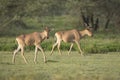 Coke's Hartebeest (Alcelaphus buselaphus cokii) in Tanzania Royalty Free Stock Photo