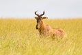 Coke`s hartebeest, antelope with V shaped horns in open grassland at Serengeti National Park in Tanzania, Africa