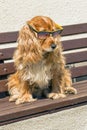 Coker spaniel with sunglasses