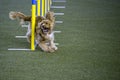 The coker spaniel tackles slalom hurdle in dog agility competition. Royalty Free Stock Photo