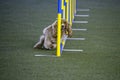 The coker spaniel tackles slalom hurdle in dog agility competition. Royalty Free Stock Photo