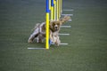 The coker spaniel tackles slalom hurdle in dog agility competition.