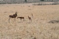 Cokes Hartebeest, Alcelaphus buselaphus cokii Royalty Free Stock Photo