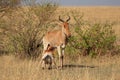 Cokes hartebeest with calf - Masai Mara Royalty Free Stock Photo