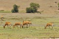 Cokes Hartebeest Royalty Free Stock Photo