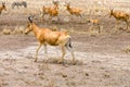 Cokes Hartebeest Royalty Free Stock Photo