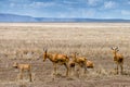 Cokes Hartebeest Royalty Free Stock Photo