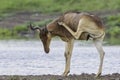 Cokes Hartebeest Scratching, Nairobi National Park, Kenya Royalty Free Stock Photo