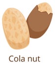 Cola nut icon. Cartoon kola plant seed Royalty Free Stock Photo