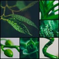 Colage of green palnts Royalty Free Stock Photo
