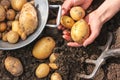 Colander and bar spade with fresh potatoes Royalty Free Stock Photo