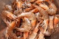 Colander with fresh shrimps Royalty Free Stock Photo