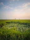 colapsed rice plants in rice field