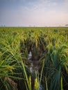 colapsed rice plants in Indonesian rice field