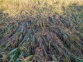 colapsed rice plants in rice field.