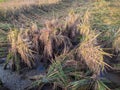 colapsed rice plants in Indonesia rice field