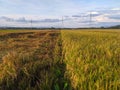 Indonesian rice field