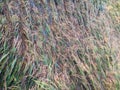 colapsed rice plants in Indonesian rice field