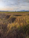 colapsed rice plants in rice field