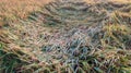 colapsed rice plants in rice field