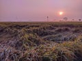 morning in Indonesian rice field