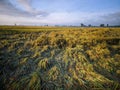 colapsed rice plants in rice field